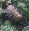 [TodoMarino.com] AYUDA!!!! Que bicho es?