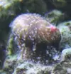 [TodoMarino.com] AYUDA!!!! Que bicho es?