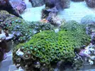 [TodoMarino.com] Alla, va las fotos de los zoantus