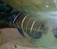 [TodoMarino.com] Pomacanthus enfermo!!