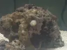 [TodoMarino.com] ayuda con discosoma