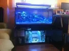 [TodoMarino.com] El acuario de los Buzury