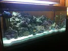 [TodoMarino.com] El acuario de los Buzury