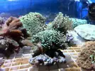 [TodoMarino.com] Ofertonnn!!!!!: Euphillias ancora y glabrescens a 39€