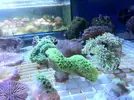 [TodoMarino.com] Ofertonnn!!!!!: Euphillias ancora y glabrescens a 39€