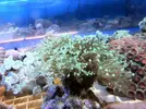 [TodoMarino.com] Ofertonnn!!!!!: Euphillias ancora y glabrescens a 39€