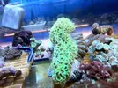 [TodoMarino.com] Ofertonnn!!!!!: Euphillias ancora y glabrescens a 39€
