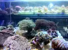 [TodoMarino.com] Ofertonnn!!!!!: Euphillias ancora y glabrescens a 39€