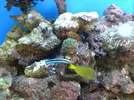 [TodoMarino.com] El acuario de dedaloreef