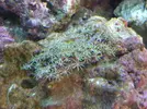 [TodoMarino.com] El acuario de dedaloreef