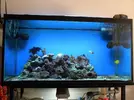 [TodoMarino.com] El acuario de dedaloreef