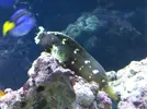 [TodoMarino.com] ¿Tu pez favorito del acuario?