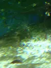 [TodoMarino.com] Vida en mi marino nano de 80l
