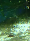 [TodoMarino.com] Vida en mi marino nano de 80l