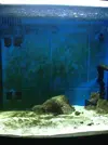 [TodoMarino.com] Vida en mi marino nano de 80l