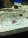 [TodoMarino.com] Vida en mi marino nano de 80l