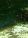 [TodoMarino.com] Vida en mi marino nano de 80l