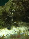 [TodoMarino.com] Vida en mi marino nano de 80l