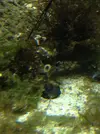 [TodoMarino.com] Vida en mi marino nano de 80l
