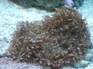 [TodoMarino.com] Reproduccion Rhodactil Indonesis por division