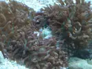 [TodoMarino.com] Reproduccion Rhodactil Indonesis por division