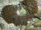 [TodoMarino.com] Reproduccion Rhodactil Indonesis por division