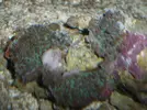 [TodoMarino.com] Reproduccion Rhodactil Indonesis por division
