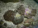 [TodoMarino.com] Reproduccion Rhodactil Indonesis por division