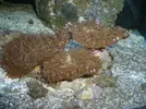 [TodoMarino.com] Reproduccion Rhodactil Indonesis por division