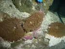 [TodoMarino.com] Reproduccion Rhodactil Indonesis por division