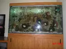 [TodoMarino.com] Mi primer acuario marino