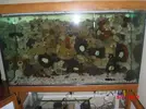[TodoMarino.com] Mi primer acuario marino