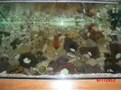 [TodoMarino.com] Mi primer acuario marino