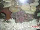 [TodoMarino.com] Mi primer acuario marino