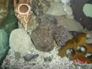 [TodoMarino.com] Mi primer acuario marino