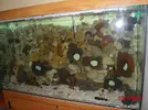 [TodoMarino.com] Mi primer acuario marino