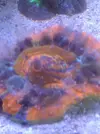 [TodoMarino.com] Sal Red Sea??