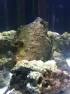 [TodoMarino.com] Nuevo proyecto  100l, con sumo de 60l