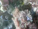 [TodoMarino.com] ¿qué hace mi rhodactis?