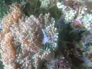 [TodoMarino.com] ¿qué hace mi rhodactis?