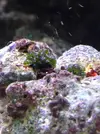[TodoMarino.com] ¿Son valonias?