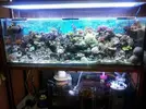 [TodoMarino.com] Poner aquí la foto de vuestro acuario...