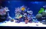 [TodoMarino.com] Poner aquí la foto de vuestro acuario...