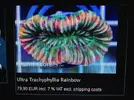 [TodoMarino.com] RAINBOW ACANs + 200 Korallen, HEUTE 22:00 Uhr online !
