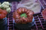 [TodoMarino.com] Coral, Coral, Coral....CORAL REEF - NO hay vacaciones ! -