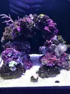 [TodoMarino.com] Mi nuevo acuario Waterbox35.1