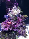 [TodoMarino.com] Mi nuevo acuario Waterbox35.1