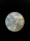 [TodoMarino.com] Identificar alga