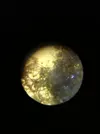 [TodoMarino.com] Identificar alga