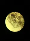[TodoMarino.com] Identificar alga